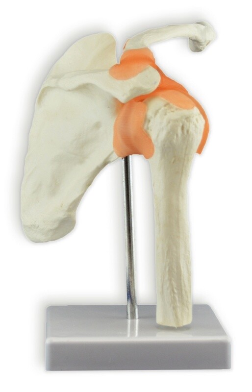 Modèles d&#39;articulations