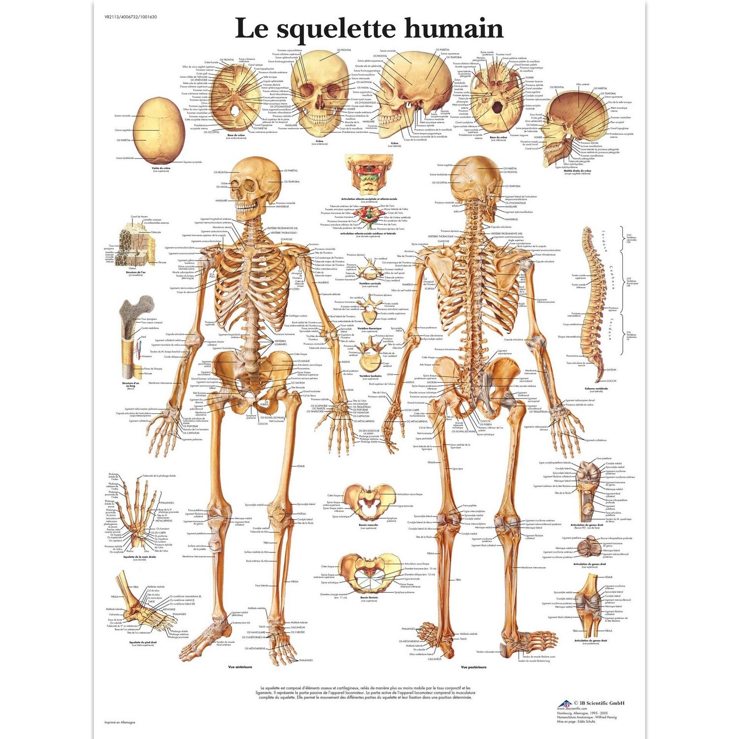 Le squelette humain, Planche, 20&quot;x26&quot;, (50 x 67 cm) Français, Poster: Plastifiée