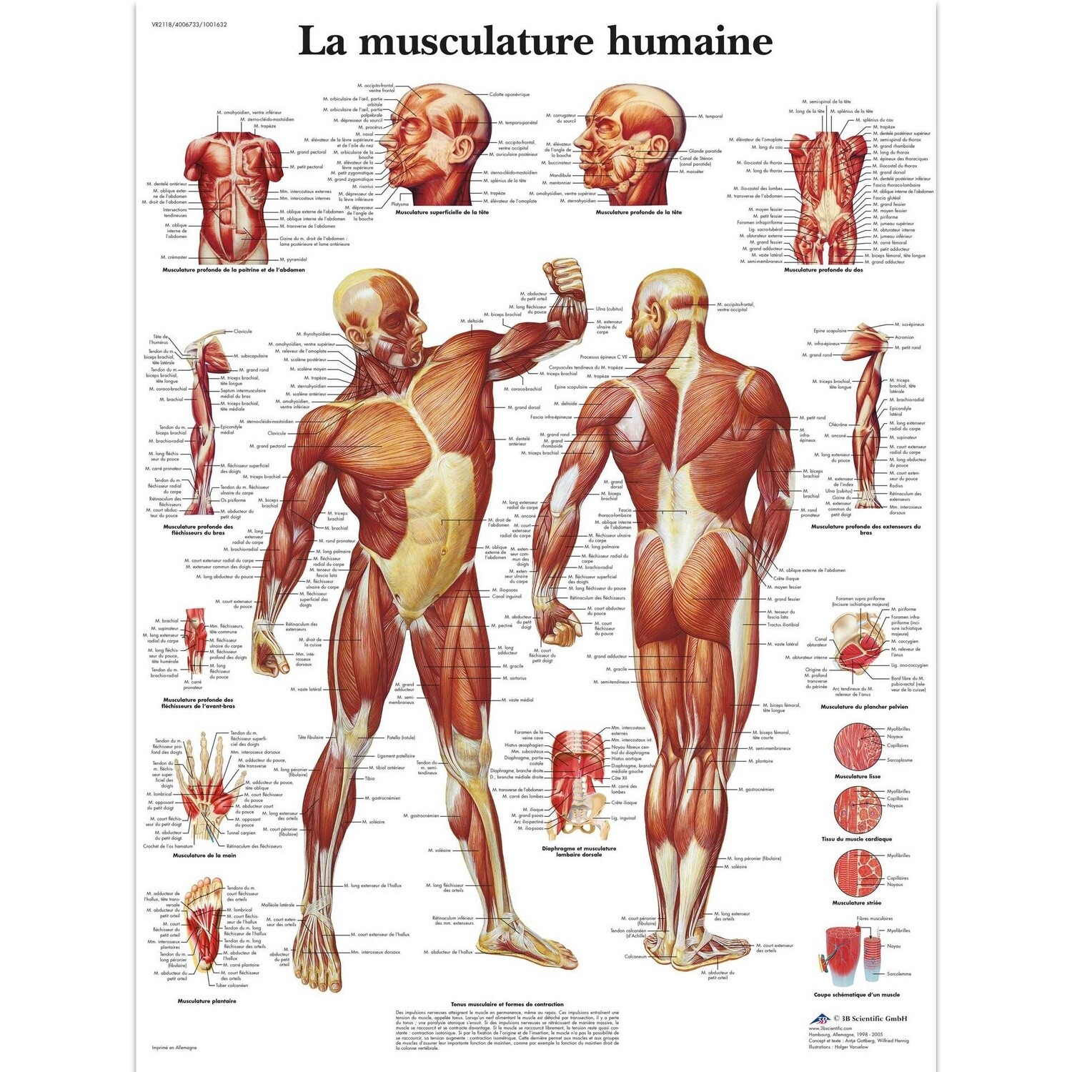 La musculature humaine,  20&quot;x26&quot;, (50 x 67 cm), Français, Poster: Plastifiée