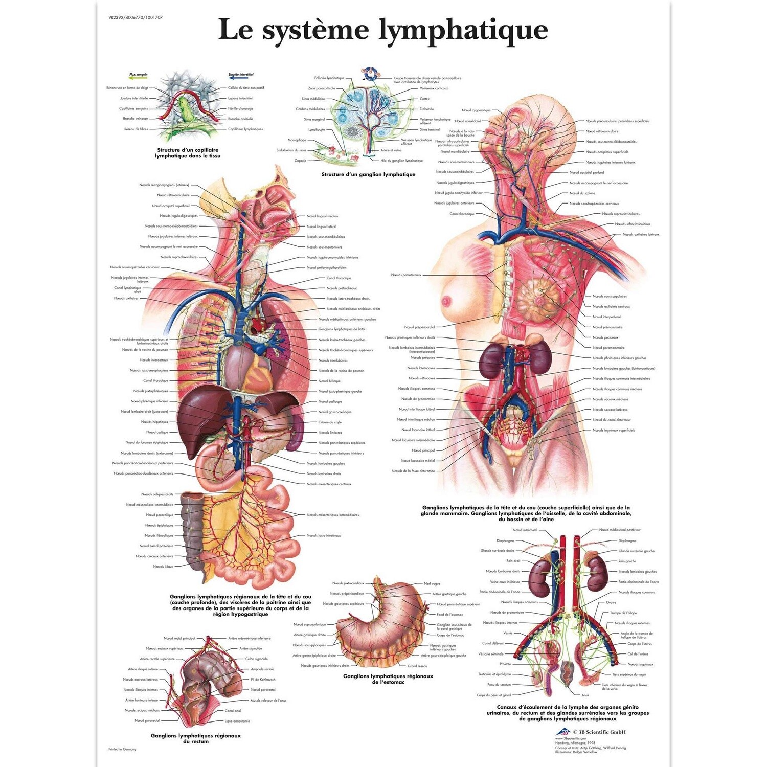 Le système lymphatique, Planche, 20&quot;x26&quot;, (50 x 67 cm) Français, Poster: Plastifiée