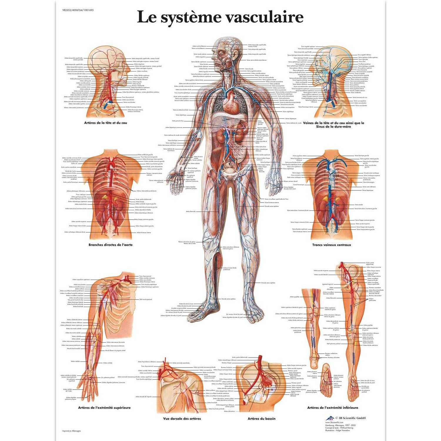 Le système vasculaire, Planche, 20&quot;x26&quot;, (50 x 67 cm) Français, Poster: Plastifiée