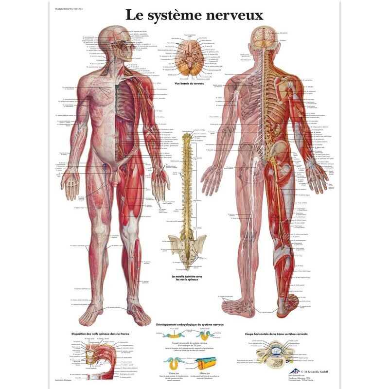 Le système nerveux, Planche, 20&quot;x26&quot;, (50 x 67 cm) Français