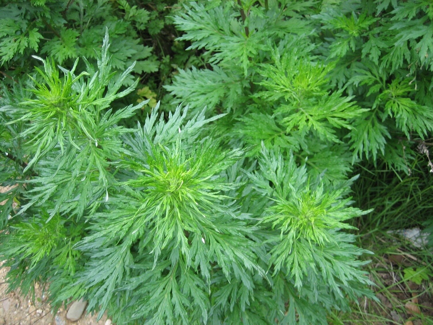 C.S. Davana, biologique Inde