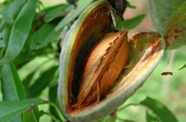 Amande douce, biologique