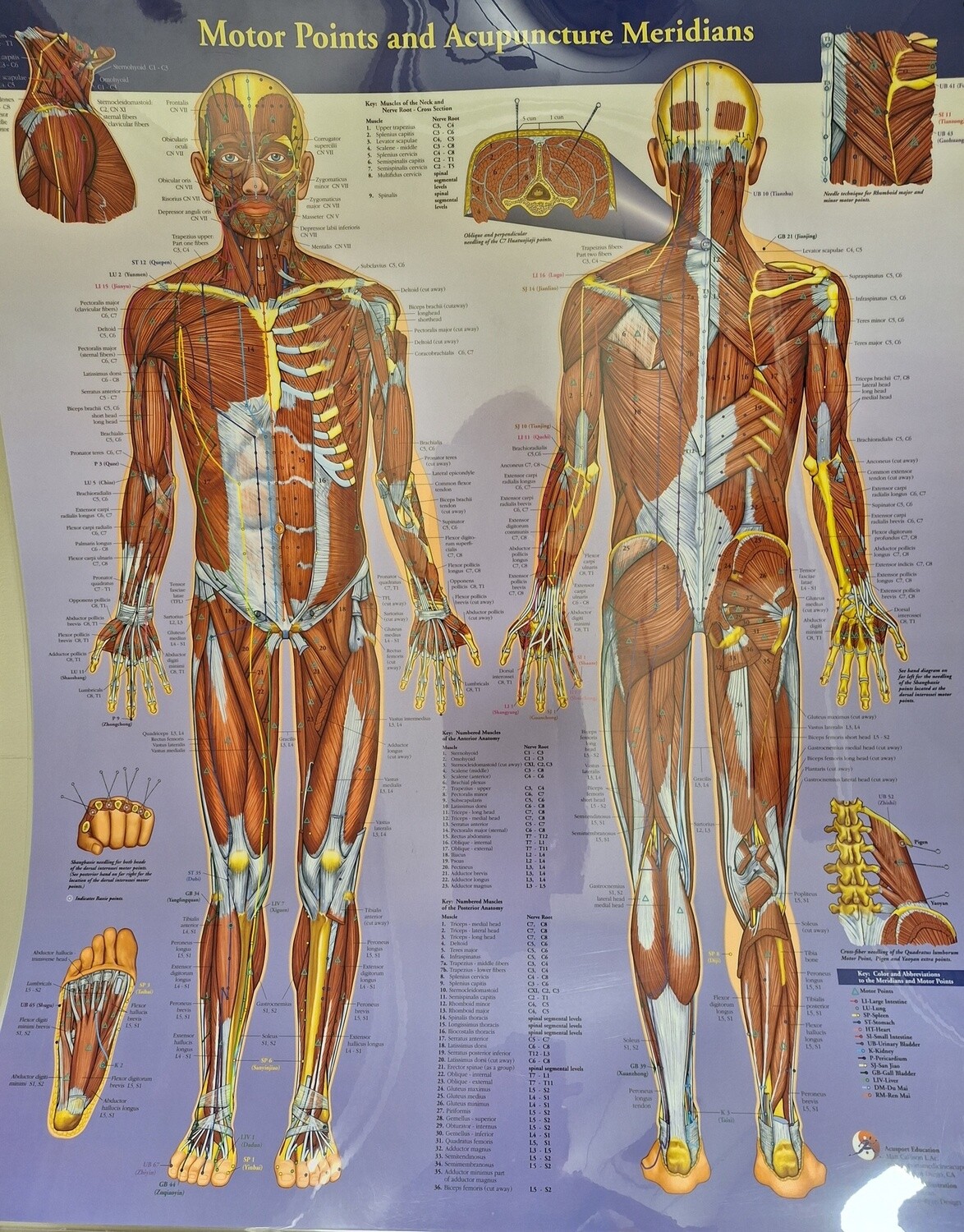 Planche - Motor Points and  Acupunture Méridians