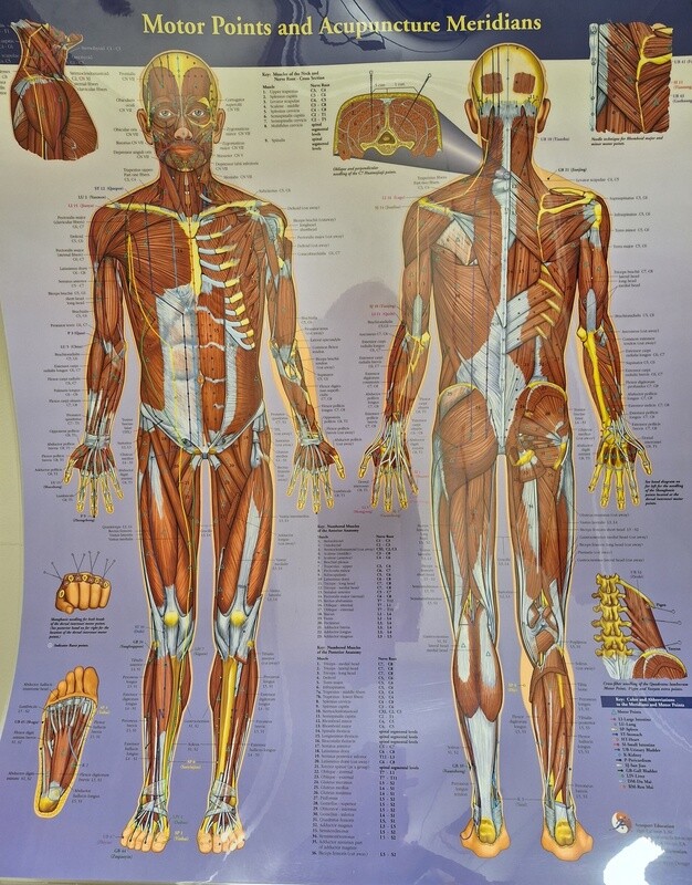 Planche - Motor Points and  Acupunture Méridians