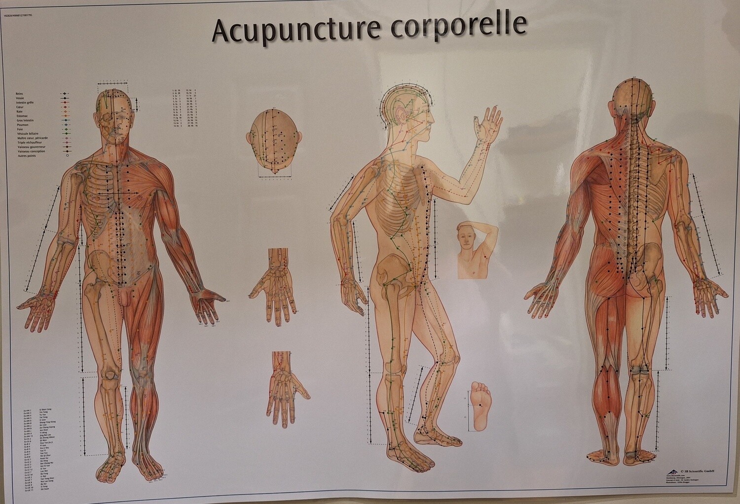 Planche - Acupunture Corporelle