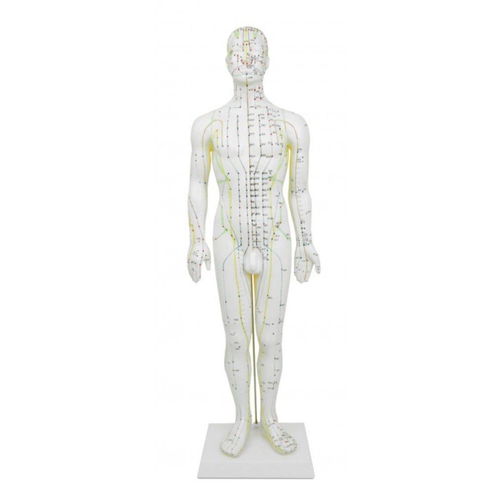 Modèle Homme points et méridiens 50cm
