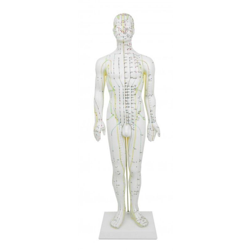 Modèle Homme points et méridiens 50cm