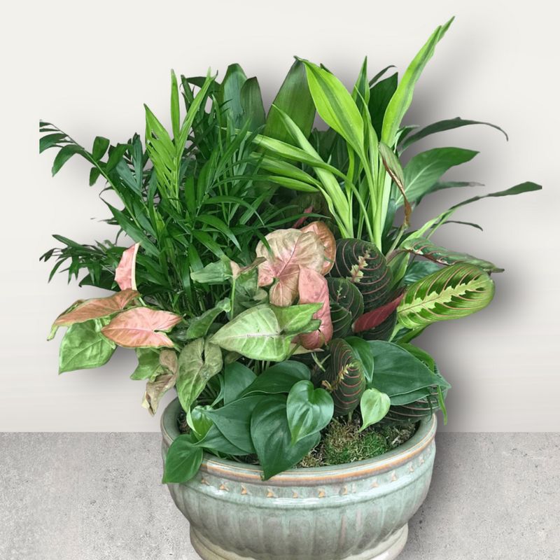 Dish Gardens