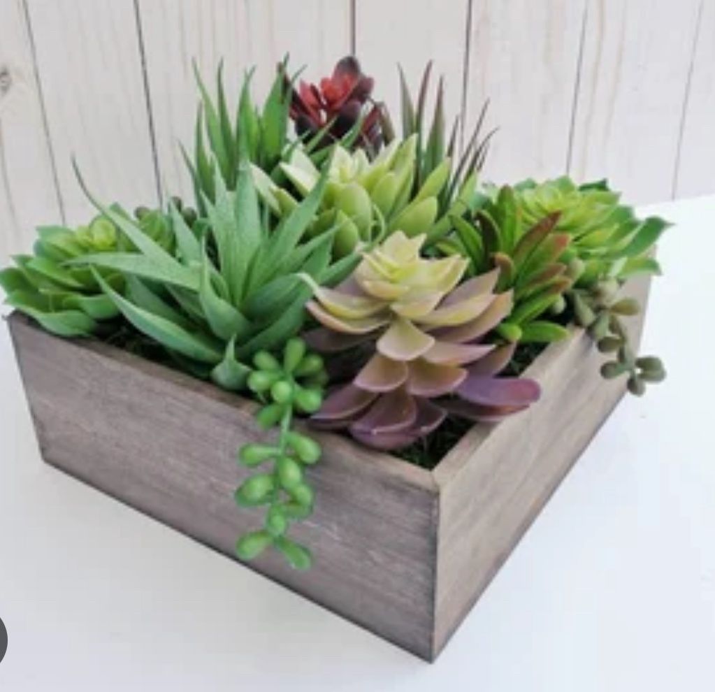 Succulent  Dish Garden Options