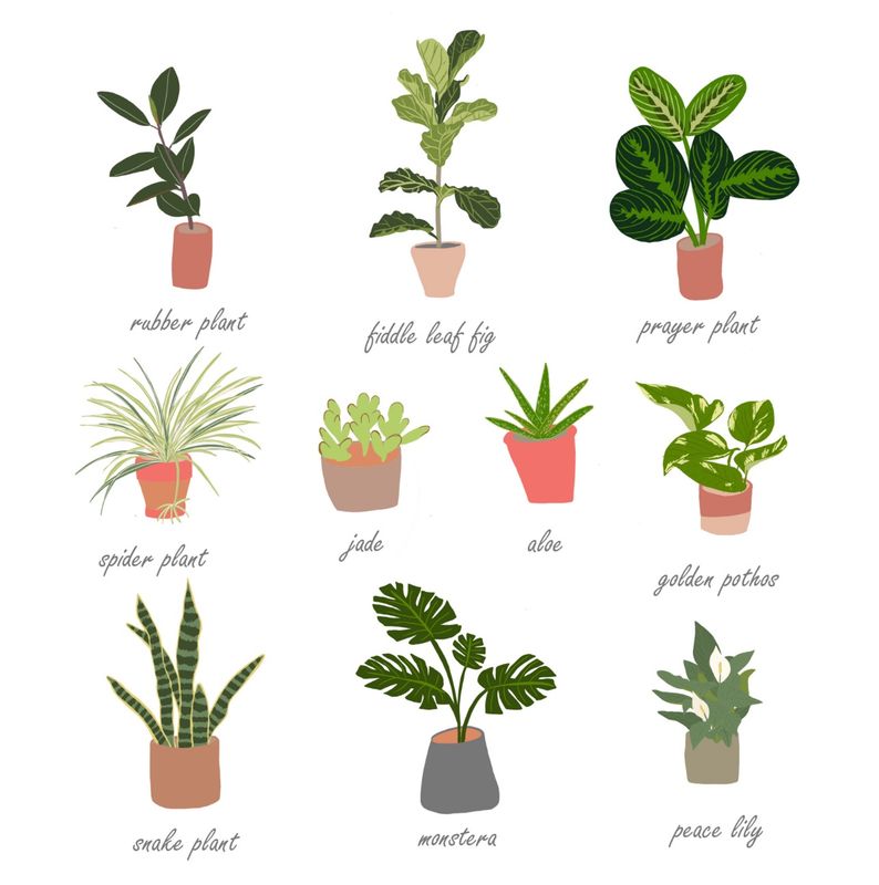 Plants