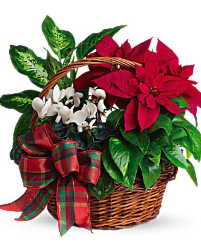 Holiday Dish Garden Basket