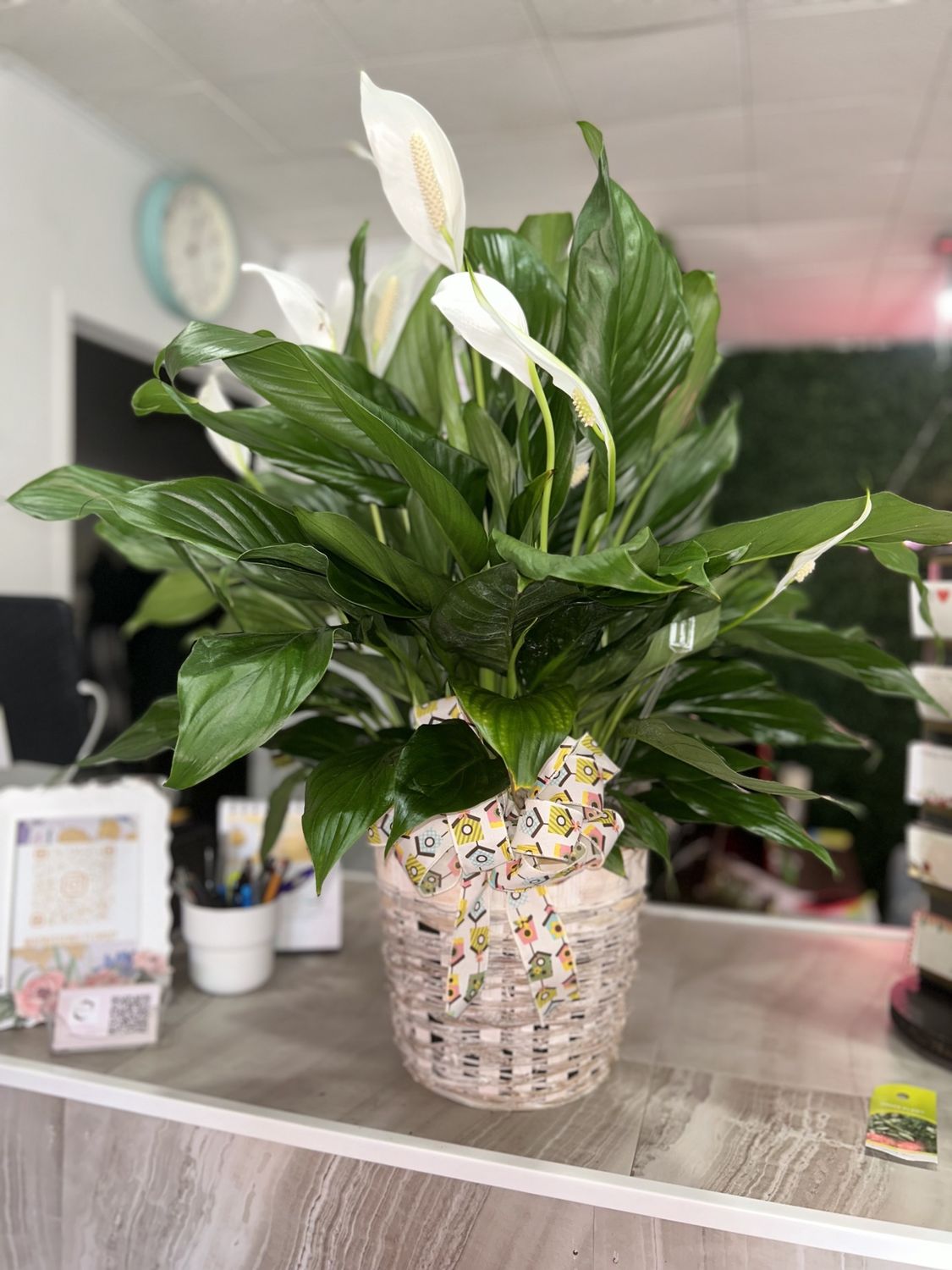 Plants, Size: Peace Lilly Large