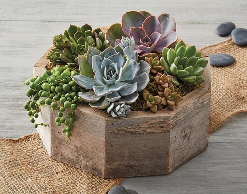 Succulent Hexagon Wooden Box  Dish Garden