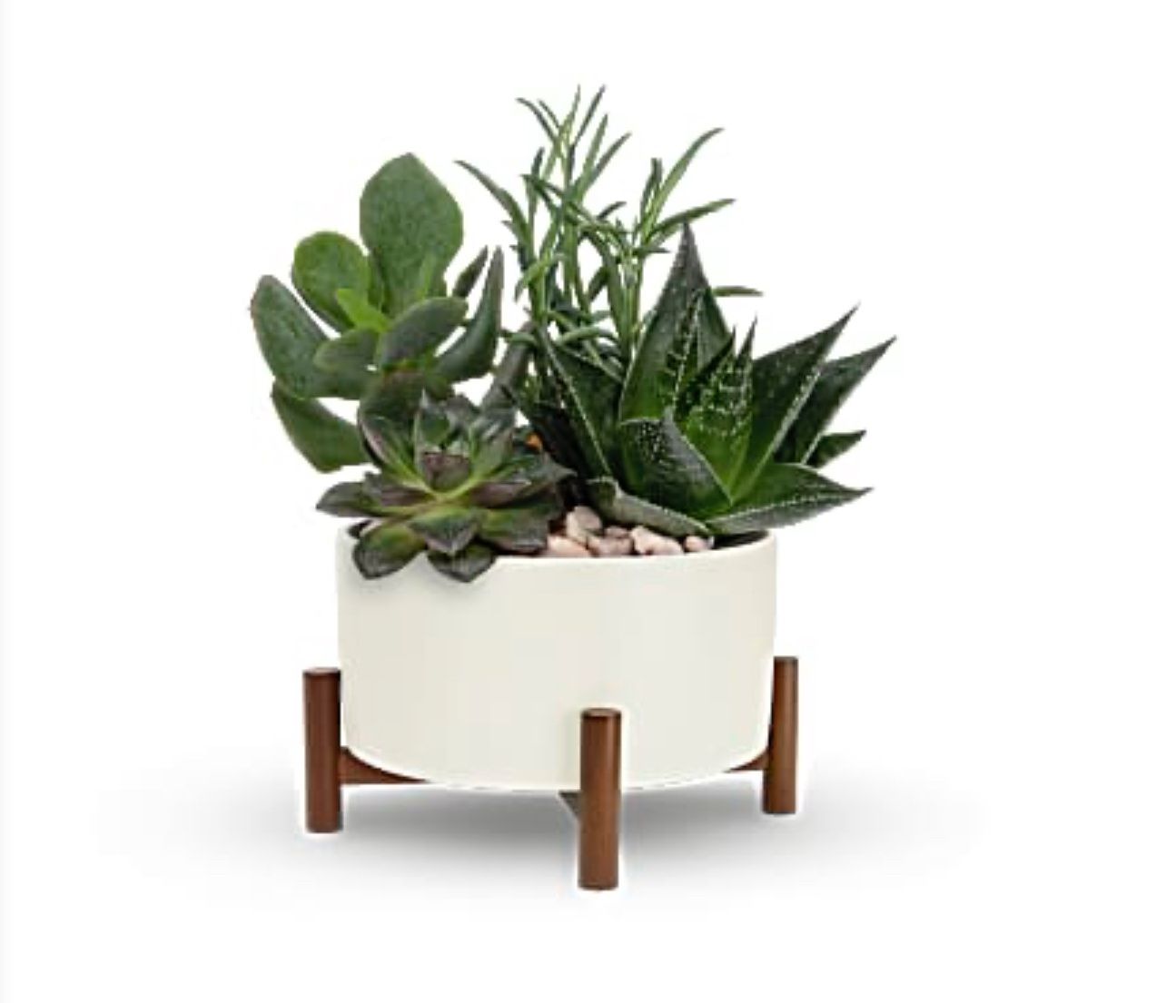 Mid-Century Garden