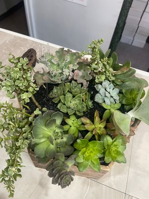 Green Plants &amp; Dish Gardens
