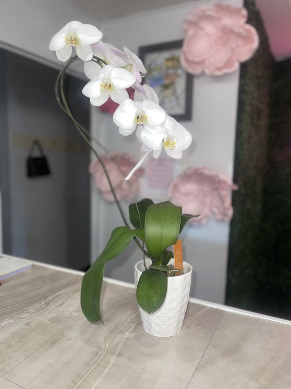 Orchid
