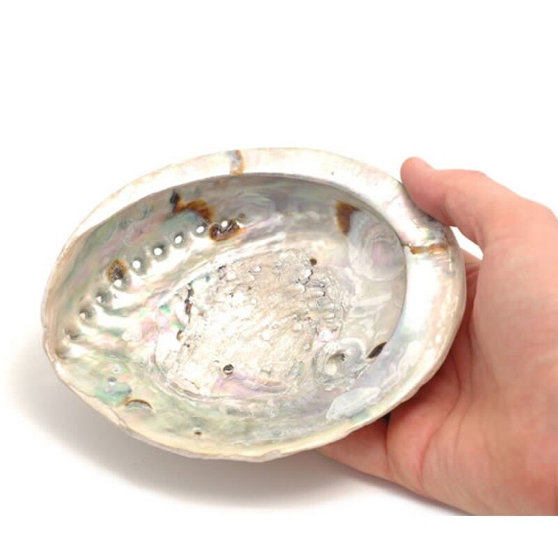 Abalone Shell Medium