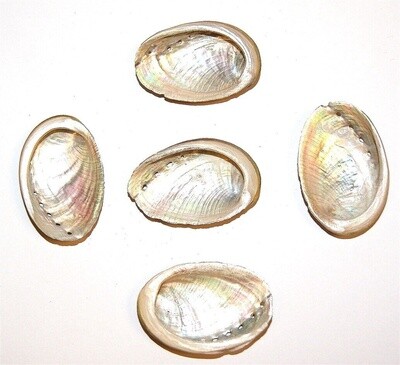 Abalone Shell - Small 2 - 3 inch