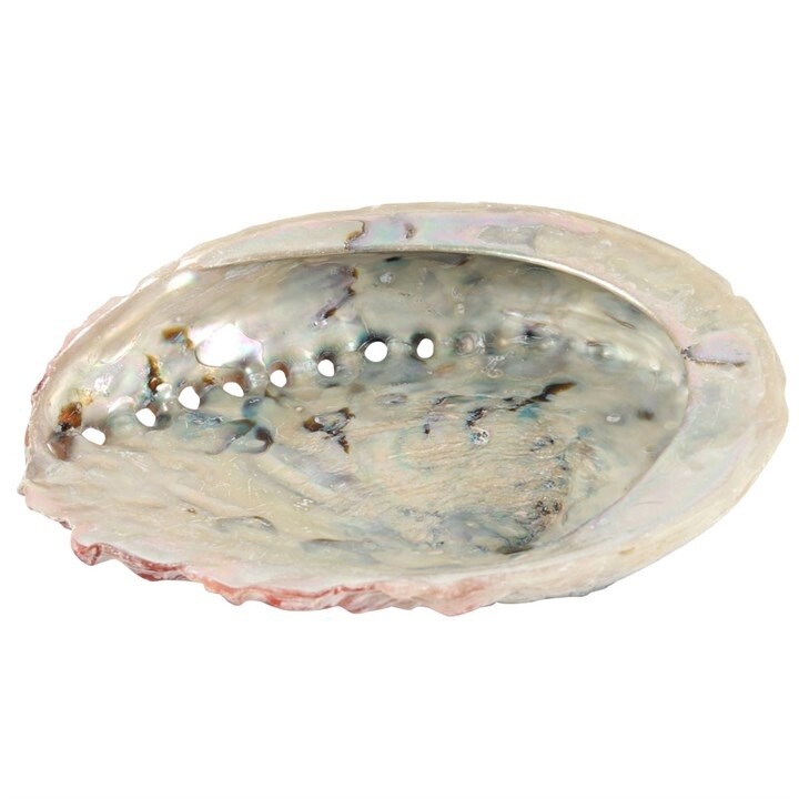 LARGE ABALONE SHELL 12-14CM
