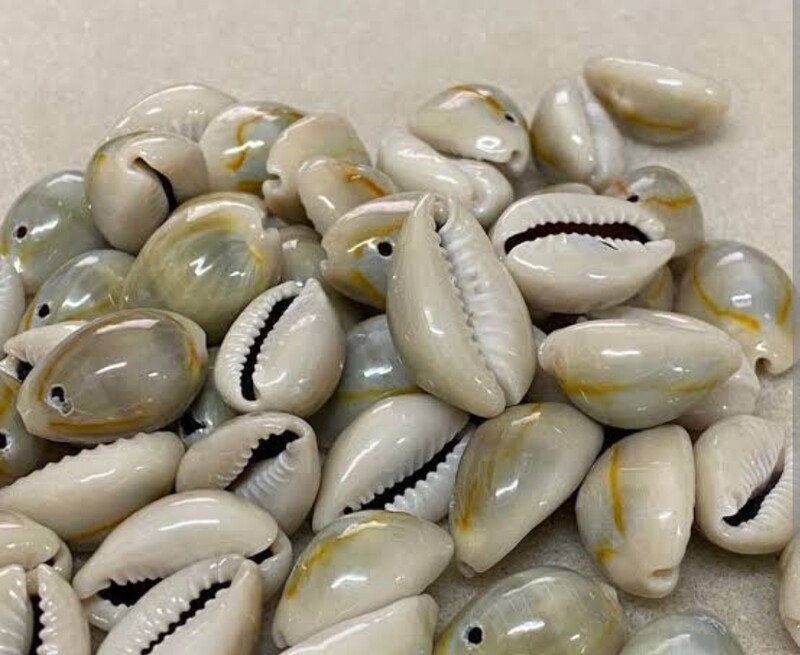 Male Cowrie Shells with holes/drilled (10 pieces)