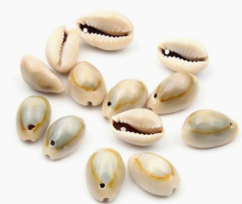 Male Cowrie Shells with holes/drilled (10 pieces)