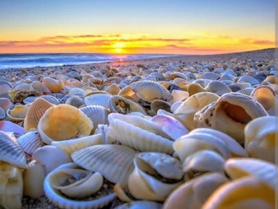Sea shells