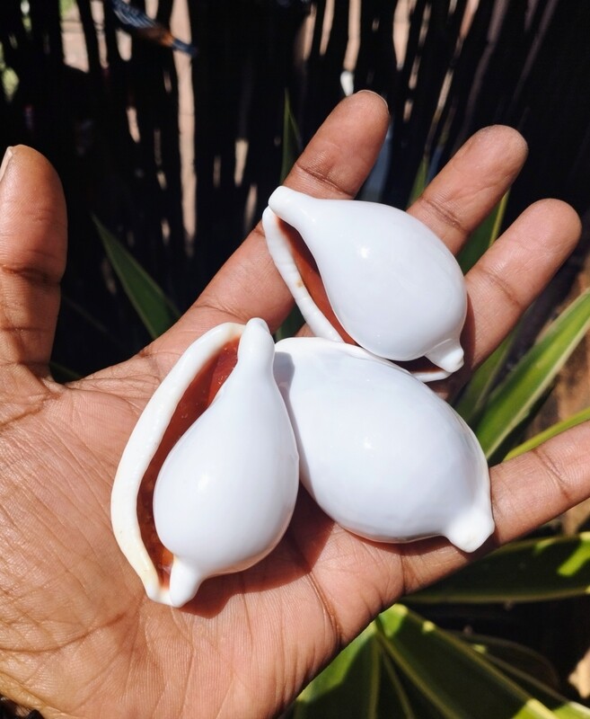 Egg Cowrie Shells each (for Protection &amp; Prosperity)