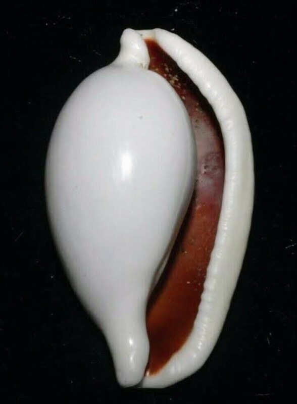 Egg Cowrie Shells each (for Protection &amp; Prosperity)