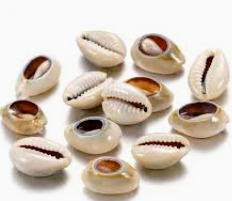 Female Cowrie Shells (10 pieces)