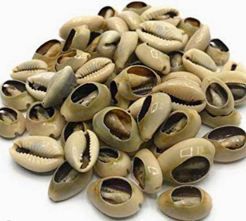 Female Cowrie Shells (10 pieces)