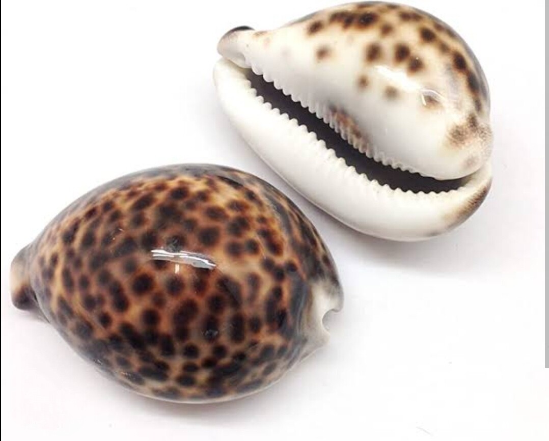 Tiger Cowrie Shells each