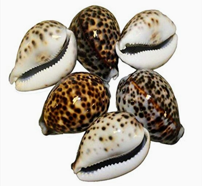 Tiger Cowrie Shells each
