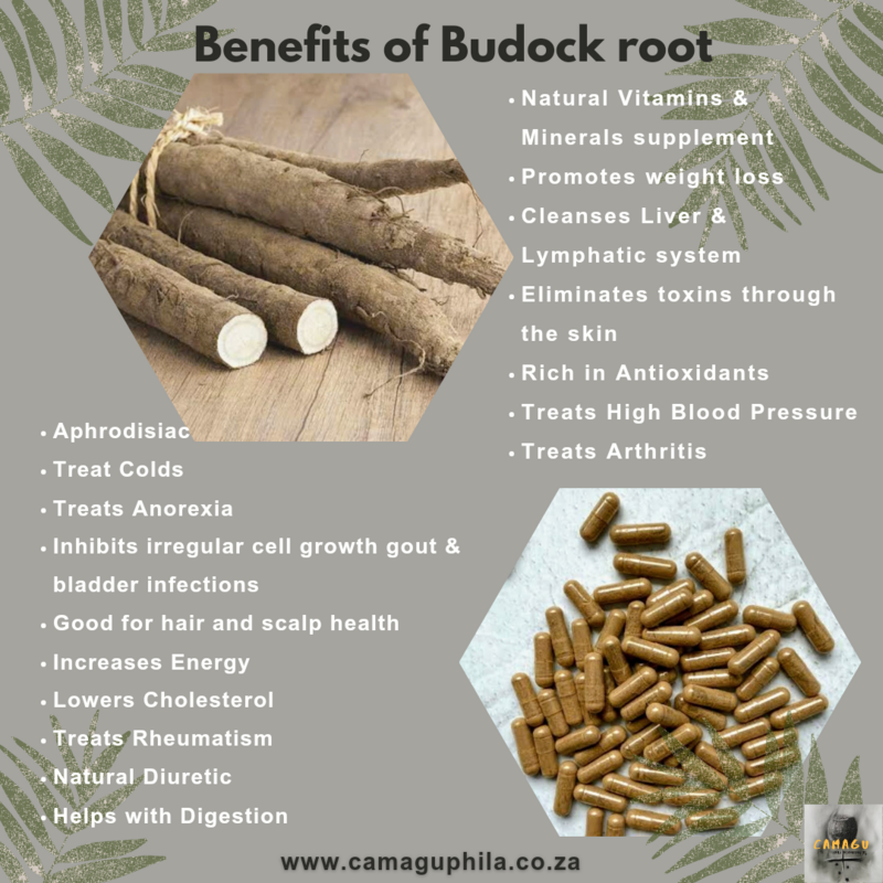 Budock root 60 Capsules
