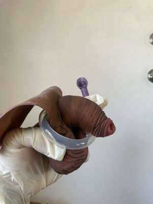 Hungarian Kolbasz (STP)