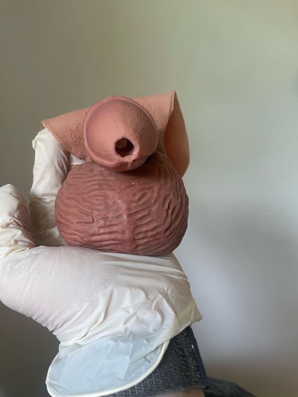Andoilini STP [3D]
