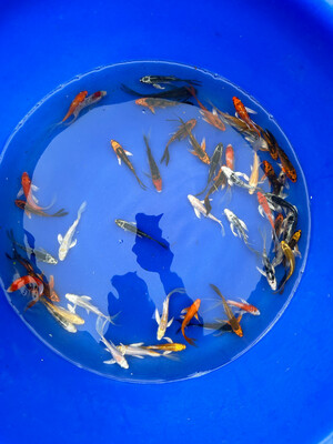 12 MIXED FIN KOI FOR $250 VARIETY PACK - FREE SHIPPING