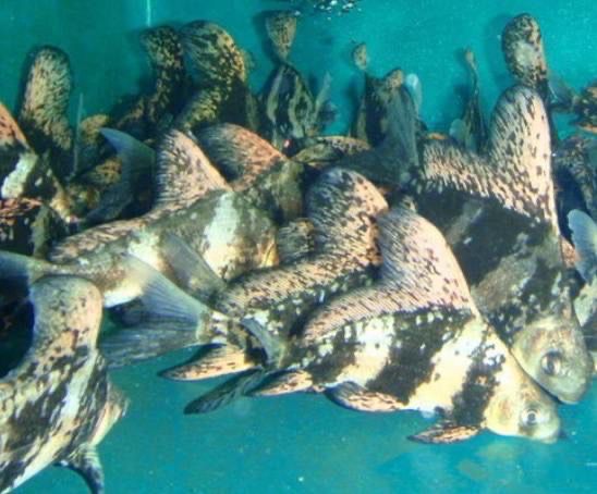 Two Pack Algae Eating High Fin Banded Shark - Free Shipping.
