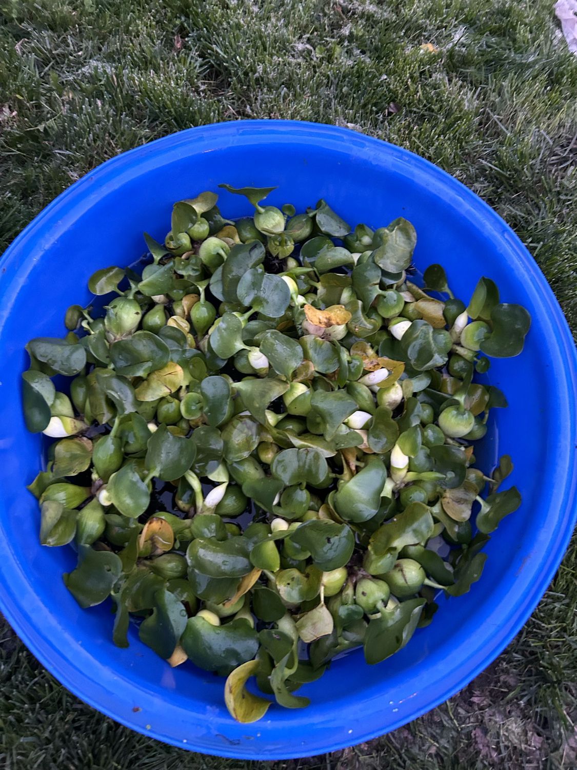Plant Pack #1: 10 Plants Free Shipping