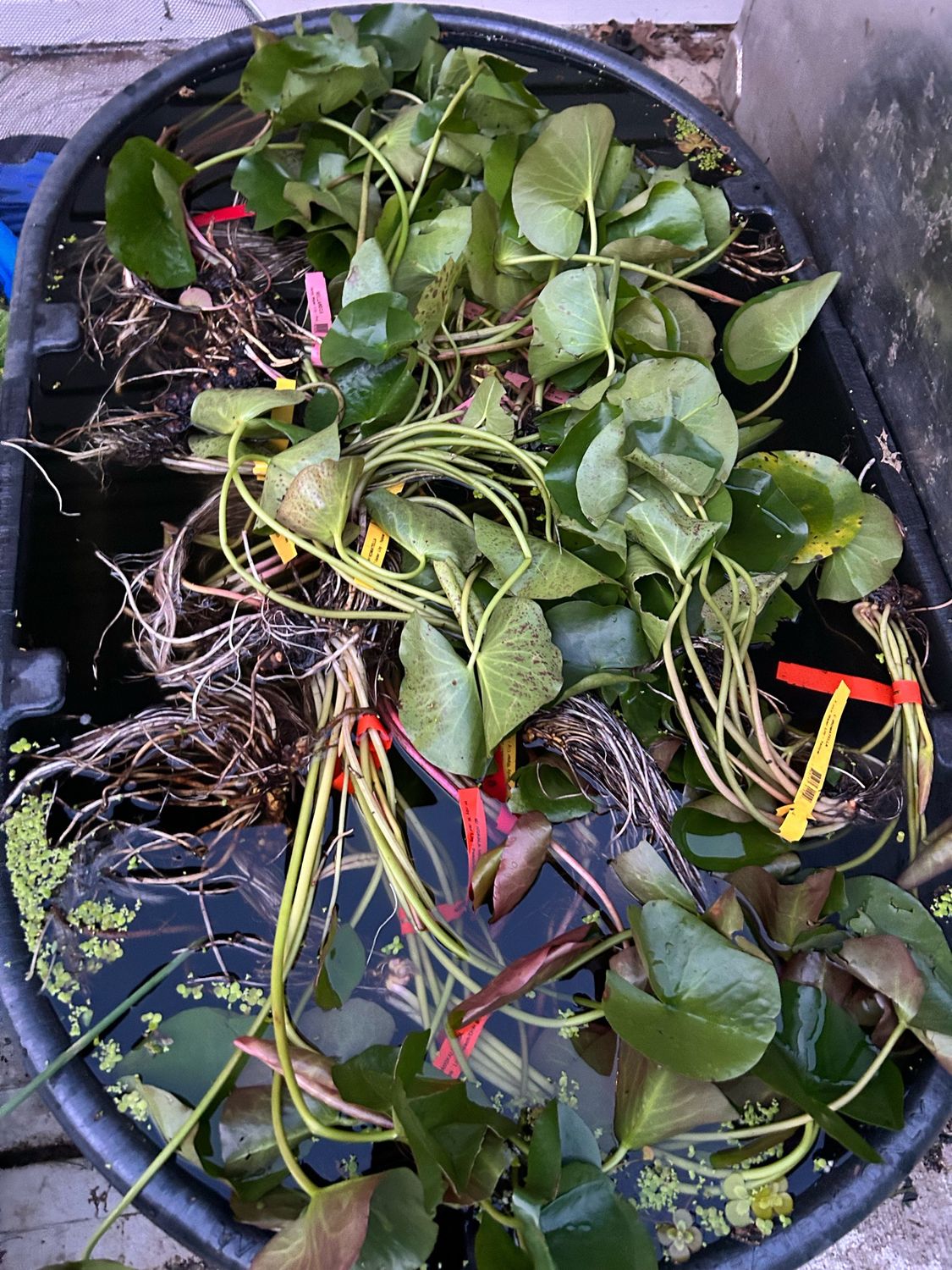 Plant Pack #2: Lily Pad And 8 Floating Plants Variety Pack Free Shipping