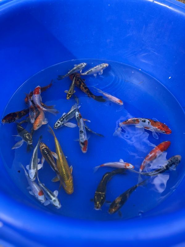 BEST SELLER: POND PACK #1 - 12 Mixed Fin Koi, 1 Lily Pad, 8 Oxygenating/floating Plants FREE SHIPPING