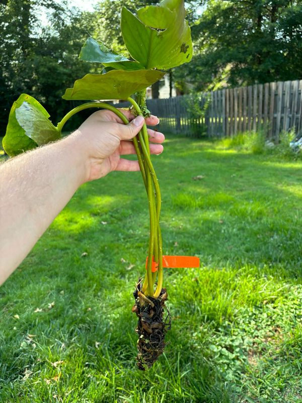 2 Lily Pads - Full Plants Free Shipping
