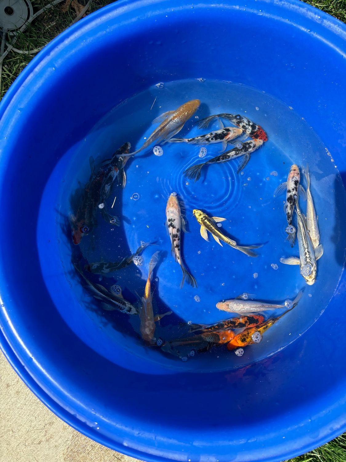 3-5” Mixed Fin Koi 3-5” Mixed Fin Koi