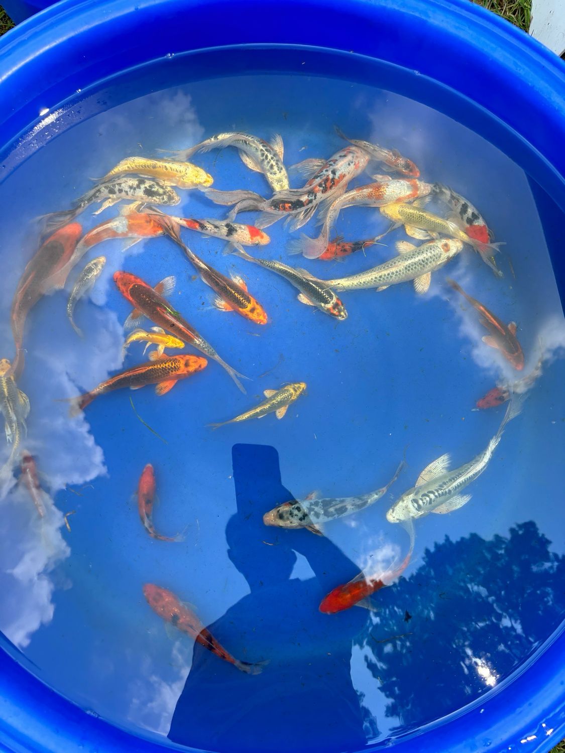 BULK KOI- Lowest Price Per Koi. 80 Mixed Fin Koi, 3”-10”. FREE SHIPPING - WHOLESALE PRICING