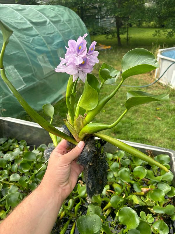 Floating Plants - Water poppy Or Water Hyacinth