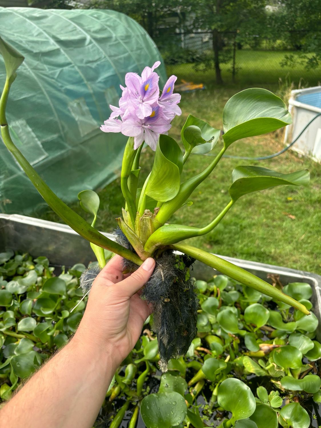 Floating Plants - Water poppy Or Water Hyacinth