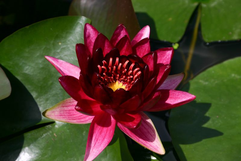 Plant pack #4, 8 Floating Plants, 2 Lily Pads, 4 Potted Stem Plants FREE SHIPPING
