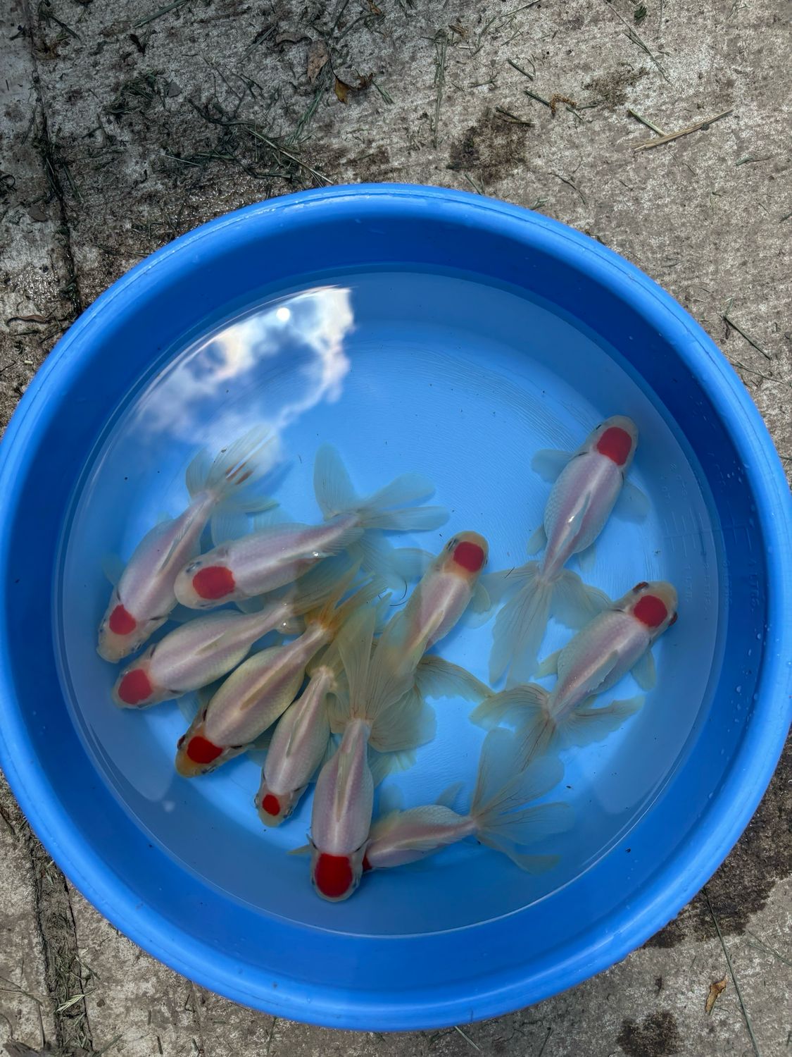 Red Cap Oranda Goldfish 5 Pack 4-5" FREE SHIPPING