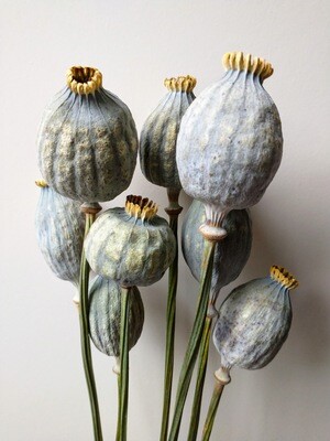 Poppy large seed heads bunch 8 stems UK